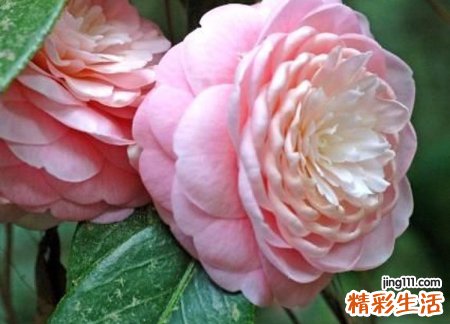 四字网名，最新好听的四字昵称