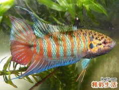 梦见很多死鱼好不好，做梦梦到捉到的鱼过后死了
