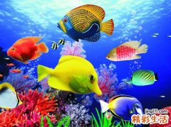 梦见别人买鱼有什么预兆，女人梦见买鱼