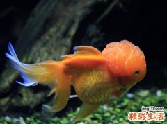 梦见怪鱼预示什么，做梦梦到长相奇怪的鱼