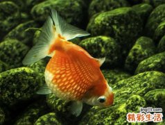 梦见死鱼有什么寓意，做梦梦到死鱼在水里漂着