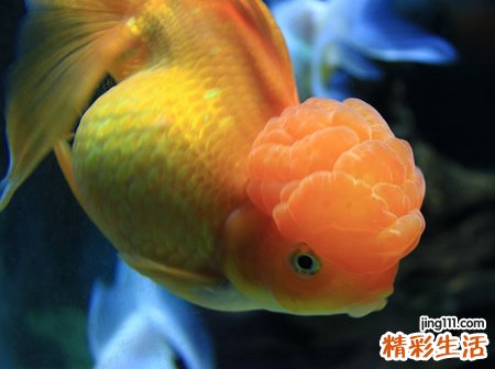 梦见杀鱼预示什么，做梦梦到把鱼开膛破肚