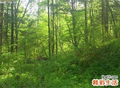 梦见追杀是什么意思，做梦梦到仇家追杀自己藏在深山老林里