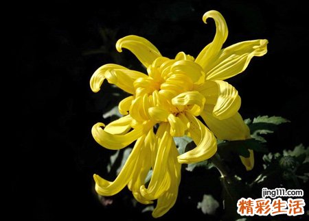 梦见黄菊花预示什么，女人梦见黄菊花