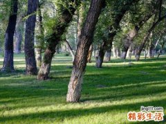 梦见亲人杀人预示什么，梦到亲人杀死他老婆