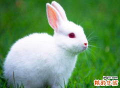 2023年本命年要带什么 2023年本命年兔年要注意什么