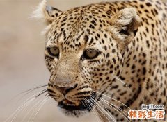 梦见自己吃了豹子胆后力大无比