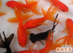 梦见许多鱼好不好，女人梦见好多鱼在水里游