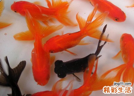 梦见许多鱼好不好，女人梦见好多鱼在水里游