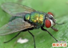 梦见苍蝇是什么意思，女人梦见成群的苍蝇