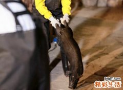 孕妇梦见杀猪是什么意思，孕妇梦见娘家杀猪