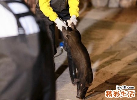 孕妇梦见杀猪是什么意思，孕妇梦见娘家杀猪