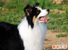 梦见喂狗好不好，做梦梦到喂狗吃东西