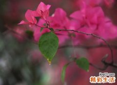 古风唯美的抖音个性名字，好听的最火诗意网名