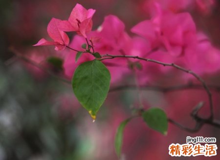 古风唯美的抖音个性名字，好听的最火诗意网名