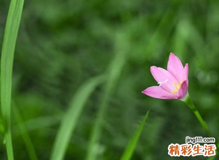 优雅好听的个性网名，好听的唯美qq昵称