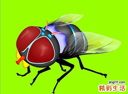 梦见苍蝇好不好，做梦梦到苍蝇专叮无缝的蛋