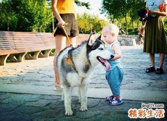 梦见狗咬人预示什么，做梦梦到狗好猛的咬别人
