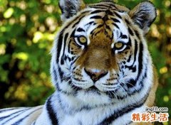 梦见打老虎有什么预兆，做梦梦到打败了老虎