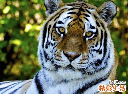 梦见打老虎有什么预兆，做梦梦到打败了老虎