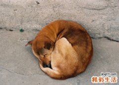 梦见狗死了好不好，女人梦到狗死了
