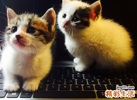 梦见杀猫有什么预兆，做梦梦到猫攻击我把猫杀了