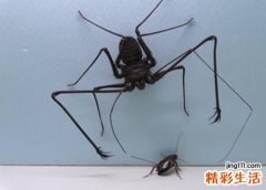 梦见蟑螂是什么意思，做梦梦到很多蟑螂到处在爬