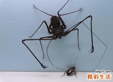 梦见蟑螂是什么意思，做梦梦到很多蟑螂到处在爬