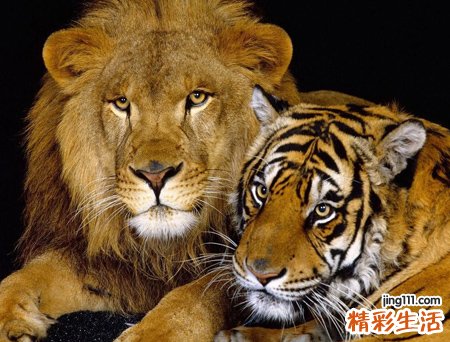 梦见狮子老虎预示什么，做梦梦到老虎狮子要攻击我