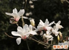 高端有内涵的快手经典网名，大气优雅吸粉的快手名