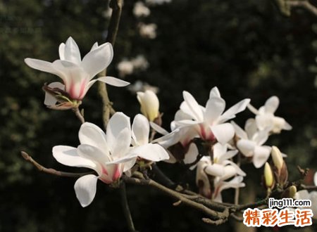 高端有内涵的快手经典网名，大气优雅吸粉的快手名
