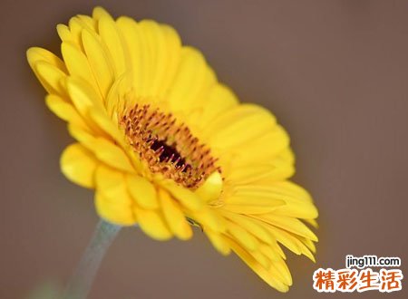 梦见黄菊花代表什么，做梦梦到黄菊花枯萎