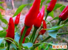 梦见红辣椒啥意思，做梦梦到在地里摘了一框红辣椒回家