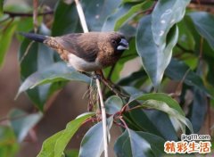 静候缘来阳光森系唯美昵称，微信昵称怀瑾握瑜兮心若芷萱