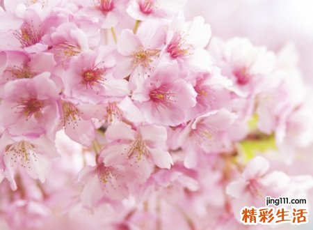 比较高级好看的抖音昵称，最火抖音网名心淡然如菊