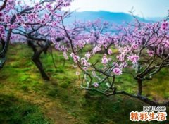 何必庸人自扰的微信爱情昵称，一身傲骨幽独的微信网名
