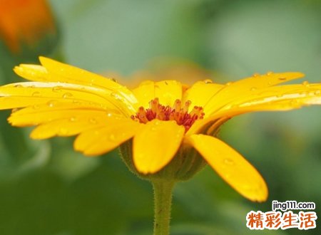 蒂花之秀好听的古风名字，唯美网名红尘几度欢颜笑