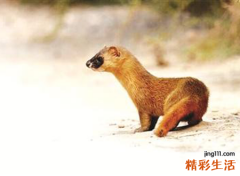 梦见黄鼠狼有什么寓意，做梦梦到家里被黄鼠狼弄得很乱