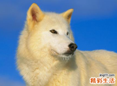 梦见狐狸预示什么，做梦梦到自己变成狐狸被狼追