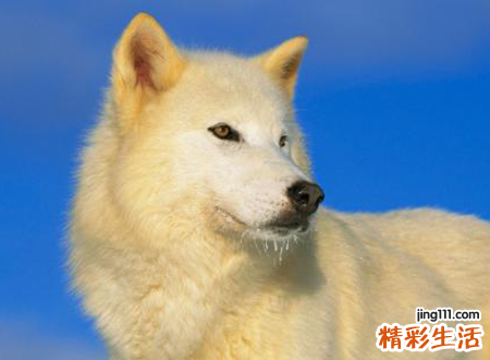 梦见狐狸预示什么，做梦梦到自己变成狐狸被狼追
