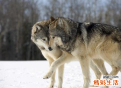 梦见打狼是好是坏，做梦梦到用棒子打狼被狼要咬