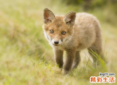梦见狼啥意思，做梦梦到与狼搏斗