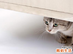 梦见杀猫啥预兆，做梦梦到看到别人杀猫