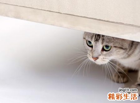 梦见杀猫啥预兆，做梦梦到看到别人杀猫