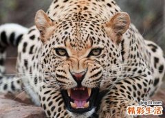 梦见豹子有什么寓意，做梦梦到豹子很温顺
