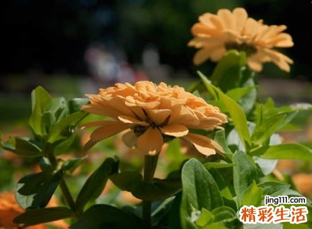 古风有意境的文艺昵称，有深意网名多情情寄阿谁边