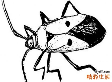 梦见蟑螂预示什么，做梦梦到一只蟑螂