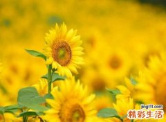 好听又难忘的唯美网名，今年能火的抖音昵称
