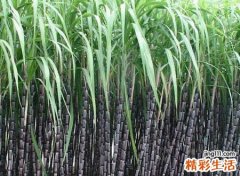 梦见甘蔗有什么寓意，做梦梦到和儿时玩伴在甘蔗地里啃甘蔗