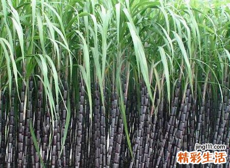 梦见甘蔗有什么寓意，做梦梦到和儿时玩伴在甘蔗地里啃甘蔗